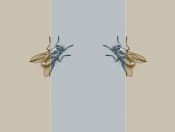 Background Fly, blue, muted, flies, grey HD wallpaper
