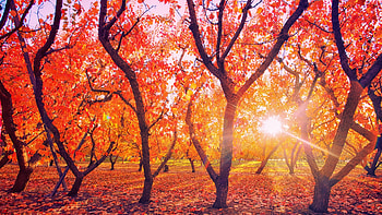 Bright Sunlit Autumn Park, graphy, Trees, Parks, Nature, Sun, Autumn HD wallpaper