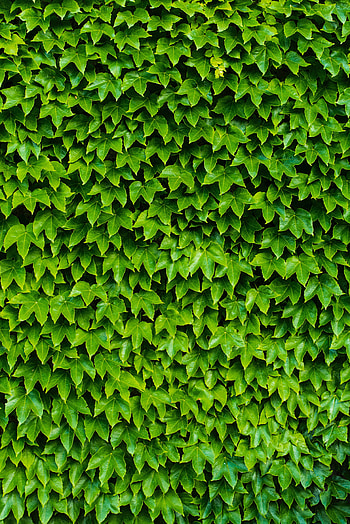 Nature, Plant, Carved, Foliage HD phone wallpaper