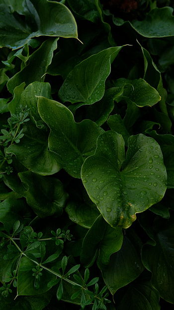 Plants, Leaves, Drops, Macro, Wet HD phone wallpaper