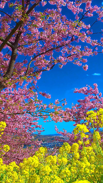 Blooming Spring, tree, yellow flower, pink flower, flower, blossom, nature, spring HD phone wallpaper