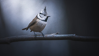 Titmouse Bird Is Standing On Tree Branch In Blur Dark Background Birds HD wallpaper