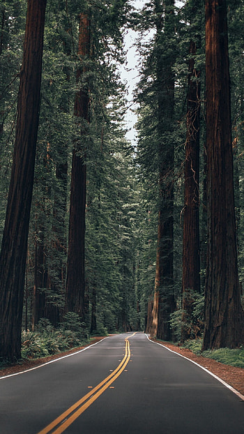 Summer forest bliss, Tranquil nature, Captivating scenes, Serene landscapes HD phone wallpaper
