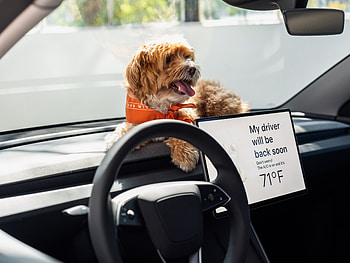 : Cockapoo Copilot in Tesla Model 3 Interior, Tesla, Tesla Model 3, Car Interior HD wallpaper