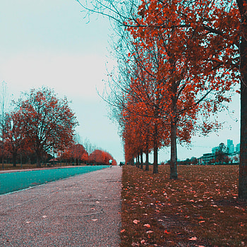 Alley, Nature, Autumn, Park, hop, Contrast HD phone wallpaper