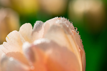 Drops, Flower, Macro, Petals, Tulip HD wallpaper