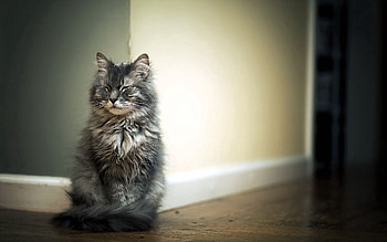 Animals, Cat, Fluffy, Room, Parquet HD wallpaper