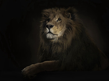 Animals, Shadow, Lion, Predator, Big Cat HD wallpaper