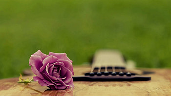 Still life-Purple Rose-, guitar, rose, purple, green HD wallpaper