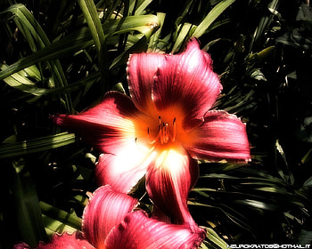 Rere, nature, flower HD wallpaper
