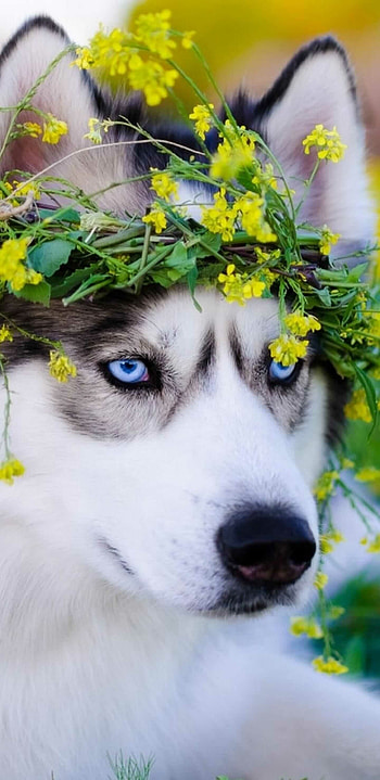 Flower crown, Siberian Huskies HD phone wallpaper