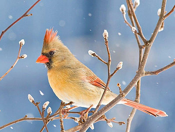 Female Cardinal, winter, bird, cardinal, tree HD wallpaper