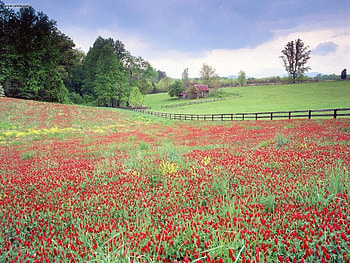 Springtime In Virginia., field, flower, fence, farm, spring, wildflower, tree HD wallpaper