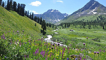 Nature, Flowers, Grass, Sky, Mountains HD wallpaper