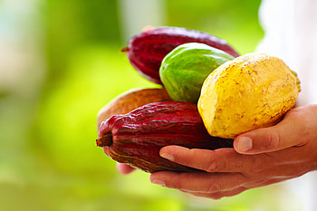 Commodity cocoa, Global market, Economic significance, Supply and demand HD wallpaper