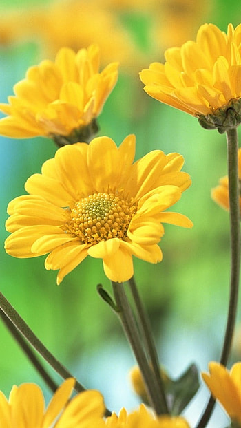 Flowers , Pretty, Yellow Flowers HD phone wallpaper