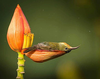 A Short Rest, humming, graph, bird, flower HD wallpaper