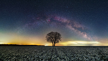 Bare Tree Grass Field , tree, nature HD wallpaper