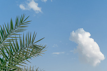 Nature, Sky, Clouds, Palm, Branches, Tropics HD wallpaper