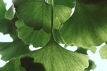Ginkgo Biloba, Leaf , Kde store, Nature's charm HD wallpaper