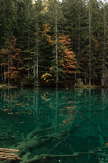 Nature, Water, Trees, Lake, Shore, Bank, Forest HD phone wallpaper