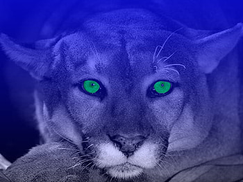 Cat Green, abstract, graphy HD wallpaper