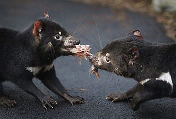 Contagious cancer in Tasmanian Devils, Devil cancer research, Second contagious cancer, Devil health HD wallpaper