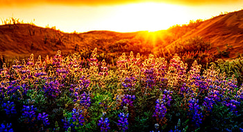 The lupines at sunset, rays, glow, sundown, dazzling, meadow, beautiful, nice, summer, pretty, field, lupine, nature, flowers, lovely, sunset HD wallpaper