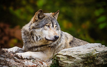Animals, Rock, Predator, Stone, Wolf HD wallpaper