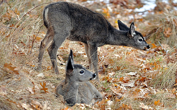 Animals, Grass, Deers, Young, To Lie Down, Lie, Cubs, To Stand, Stand HD wallpaper