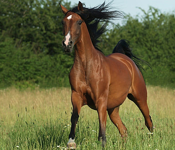 Beautiful, horse, stallion, animals, cavalo HD wallpaper