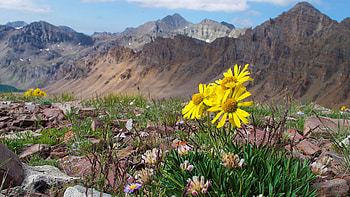 Alpine Flowers in the Elk mountains near Aspen, Colorado, blossoms, clouds, sky, flowers, mountains, usa HD wallpaper