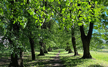 Linden Avenue, trees, lindens, path, avenue, Latvia HD wallpaper
