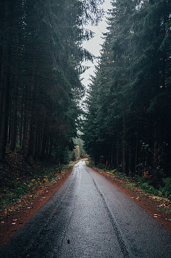 Nature, Trees, Road, Forest, Wet, Asphalt HD phone wallpaper