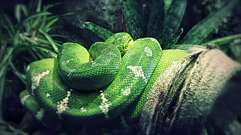 Corallus caninus, Snakes HD wallpaper