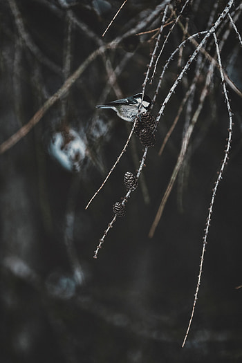 Animals, Cones, Bird, Branch, Tit, Titica HD phone wallpaper