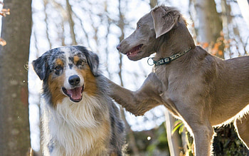 Animals, Dogs, Couple, Pair, Playful, Care HD wallpaper