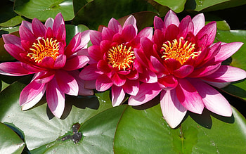 Waterlilies, pink, leaves, flowers HD wallpaper