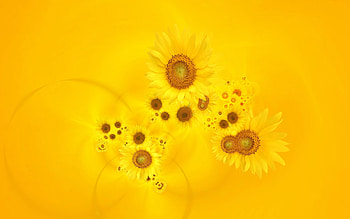 Flowers, Background, Sunflowers HD wallpaper