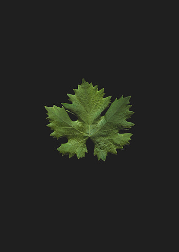 Minimalism, Close-Up, Leaflet HD phone wallpaper