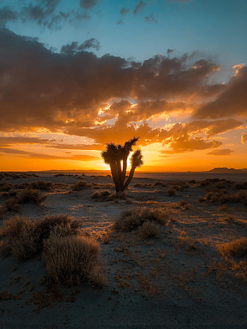 Nature, Sunset, Sand, Desert, Bush, Cactus HD phone wallpaper