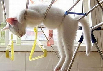 SLEEP STRAPS, straps, cat, zzz, sleep HD wallpaper