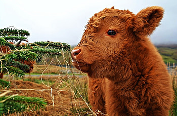 Highland Calf, fields, cute, cattle, nature HD wallpaper