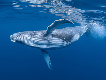 Majestic Humpback Whale — Quad Ocean, Animal, whale HD wallpaper