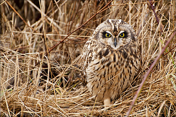 Animals, Grass, Owl, Bird, Predator HD wallpaper