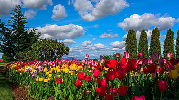 Tulip_Garden, trees, sky, spring, blossoms, clouds HD wallpaper