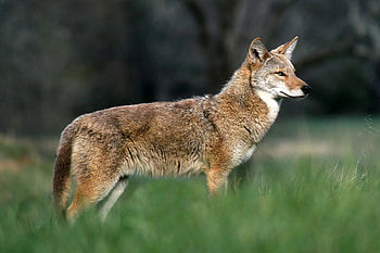 Coyote, Canadian park incident, Child safety, Close encounter HD wallpaper
