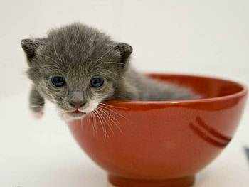 BOWL OF KITTY, BOWL, CUTE, KITTY HD wallpaper