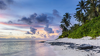 Preview beach, palms, sand, ocean HD wallpaper