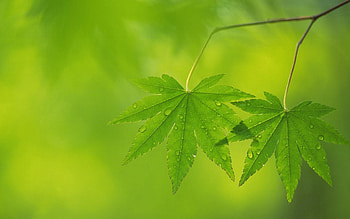 Background, Leaves, Drops, Macro, Light, Greens, Light Coloured HD wallpaper